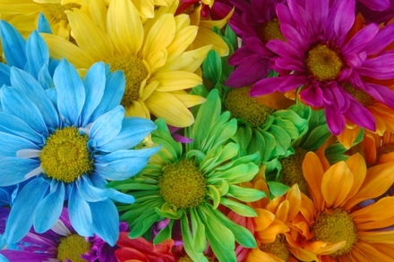 A-Flower-of-Every-Color.jpg