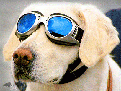 Airplane-Pilot-Dog.gif