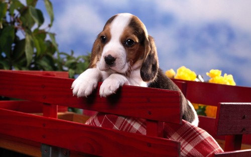 Beagle-Puppy.jpg