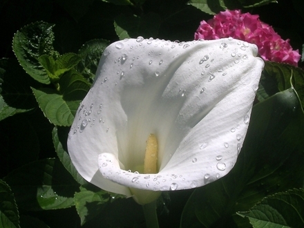 Beautiful-White-Flower.jpg