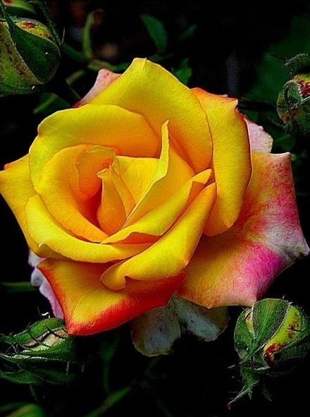 Beautiful-Yellow-Flower.jpg