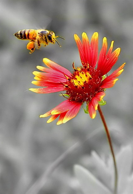 Bee-and-Flower.jpg
