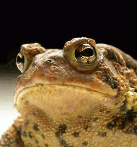 Big-Frog.gif