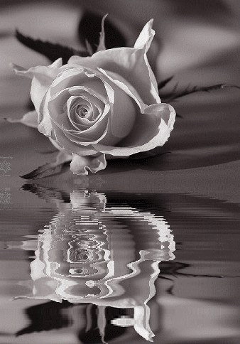 Black-and-White-Flower.gif