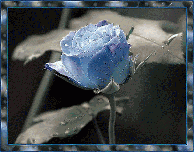 Blue-Flower-Frame.gif