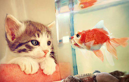Cat-and-Fish.jpg
