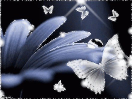Collage-of-Butterflies.gif