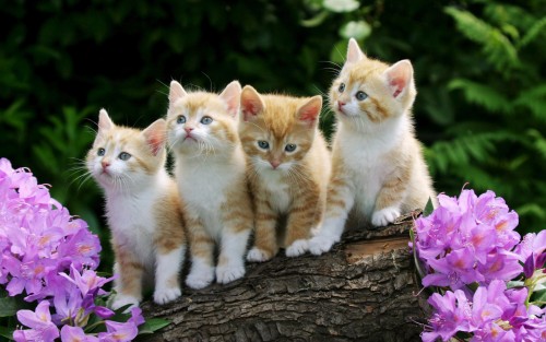 Curious-Kittens.jpg