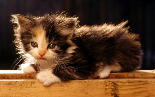 Cute-Cat.jpg