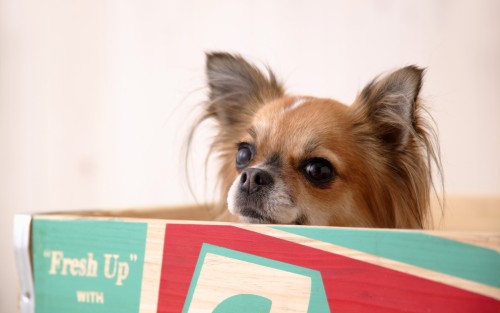 Cute-Dog-in-Box.jpg