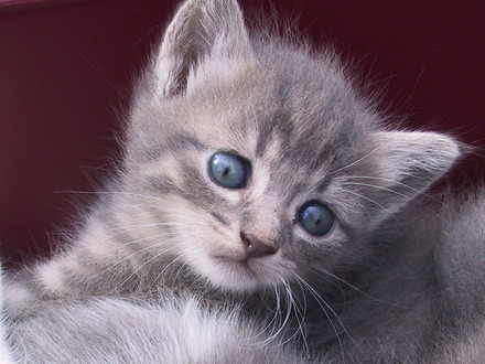 Cute-Grey-Cat.jpg