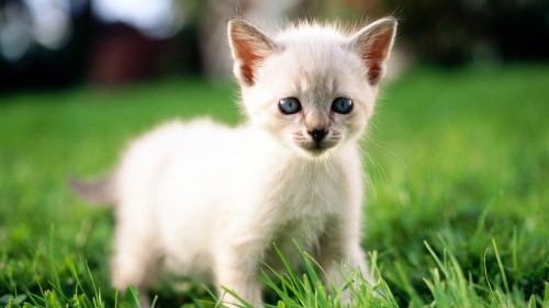 Cute-Kitten-on-the-Grass.jpg