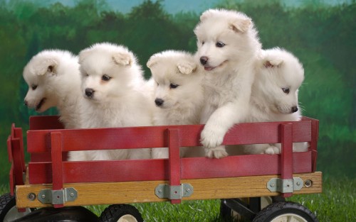 Cute-Puppies.jpg