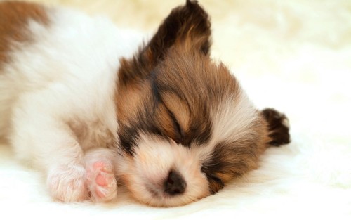 Cute-Puppy.jpg