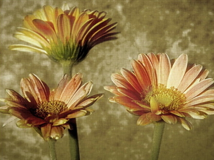 Daisies-Flowers.jpg