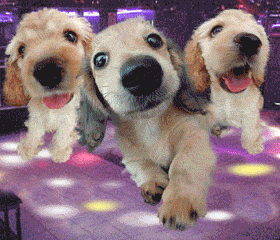 Dancing-Dogs.gif