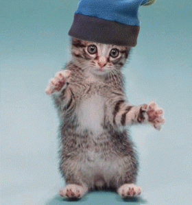 Dancing-Kitten.gif