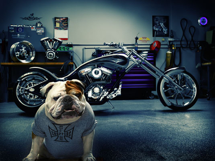 Dog-and-Bike.jpg