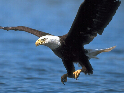 Eagle-Flying-Over-the-Sea.jpg