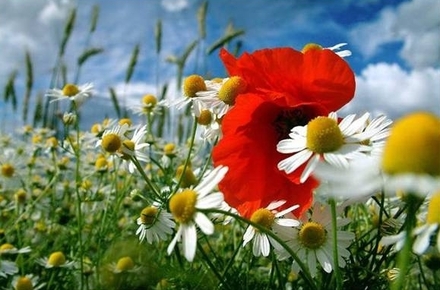 Field-of-Flowers.jpg