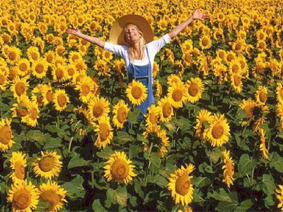Field-with-Flowers-Sunflower.jpg