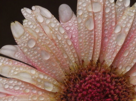 Flower-and-Rainwater.jpg