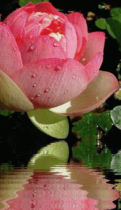 Flower-and-Water.gif