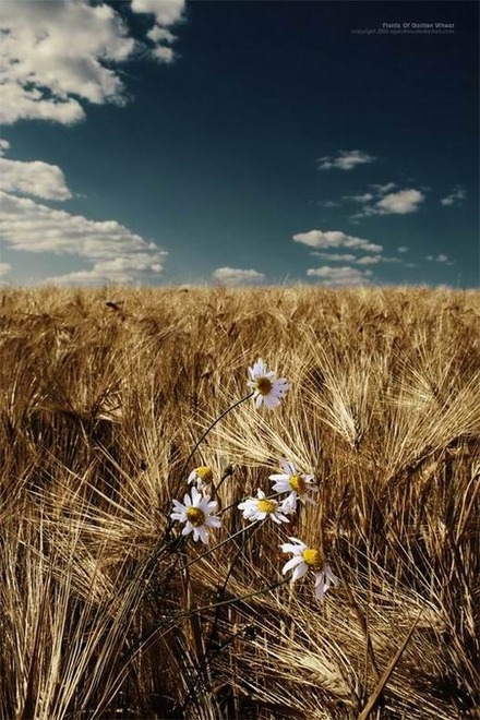 Flower-on-the-Farm.jpg