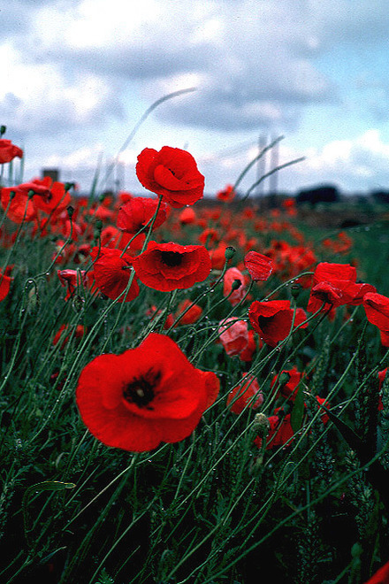 Flowers-in-the-Field.jpg