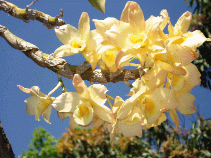 Flowers-on-the-Tree.gif