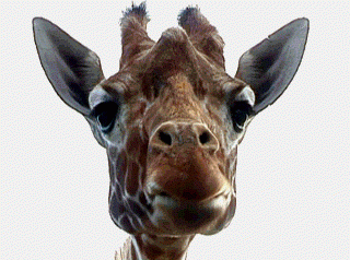 Giraffe.gif