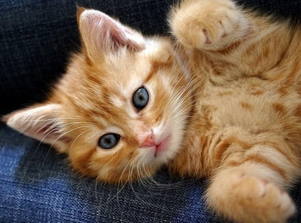 Golden-Kitten.jpg
