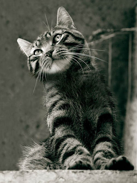 Gray-Cat.jpg