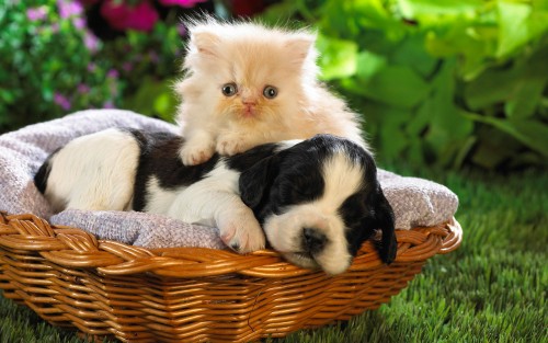 Kitten-and-Puppy.jpg