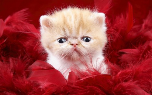 Kitten.jpg