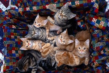 Kittens.jpg