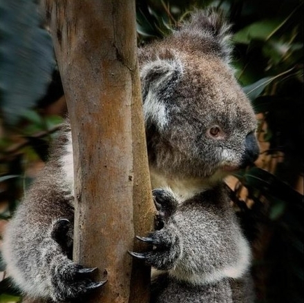 Koala-Bear.jpg