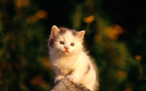 Little-Cute-Kitten.jpg