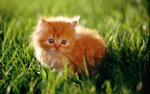 Little-Persian-Kitten.jpg