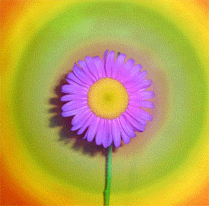 Multicolored-Flower.gif