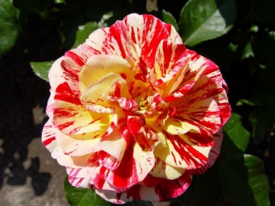 Multicolored-Flower.jpg