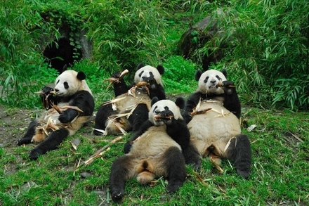 Panda-Bears.jpg