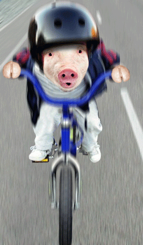 Pig-on-the-Bike.gif
