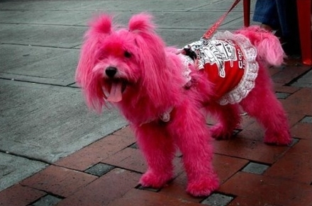 Pink-Dog.jpg