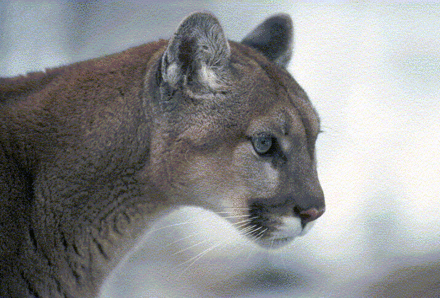 Puma.gif