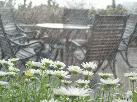 Raining-on-Flowers.gif