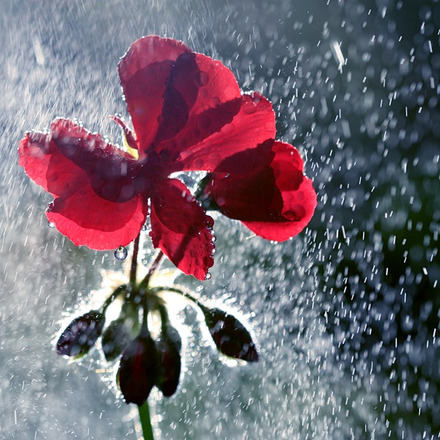 Red-Flower-in-the-Rain.jpg