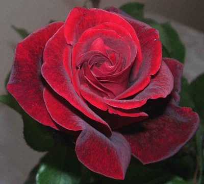 Red-Rose-Flower.jpg