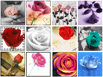 Roses.png