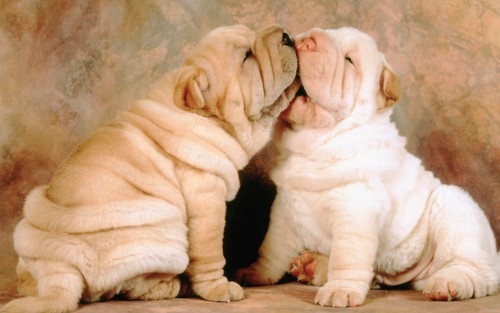 Shar-Pei-Puppies.jpg